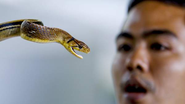 Las mordeduras de serpiente Las mordeduras de serpiente