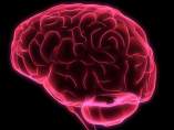 Cerebro