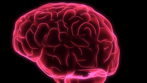 Cerebro Cerebro