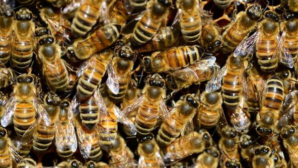 Colmena de abejas Colmena de abejas