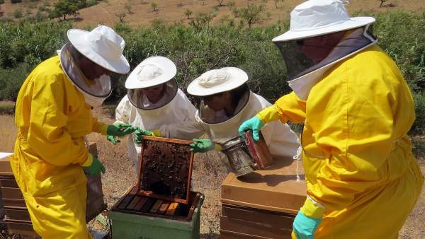 Abejas panel investigadores UMA miel y propolis contra el cáncer de colon Abejas panel investigadores UMA miel y propolis contra el cáncer de colon
