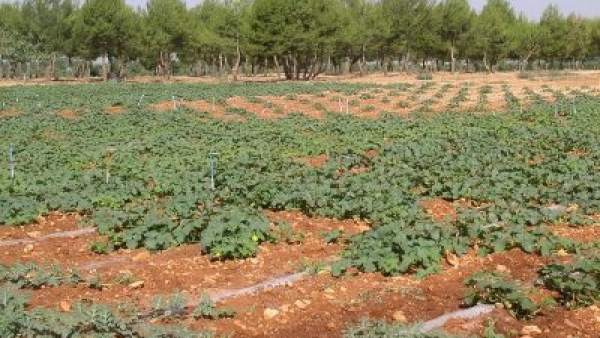Campo De Melón Campo De Melón