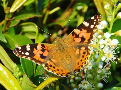 Mariposa <em>Vanessa Cardui</em>