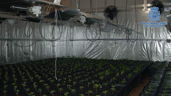 Organización criminal que exportaba marihuana Organización criminal que exportaba marihuana