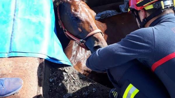 Bomberos tratan de sacar a una yegua de un foso al que había caído. 14-6-2018 Bomberos tratan de sacar a una yegua de un foso al que había caído. 14-6-2018