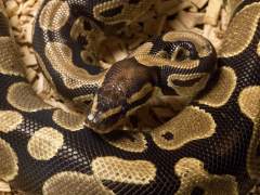 Serpiente pitón