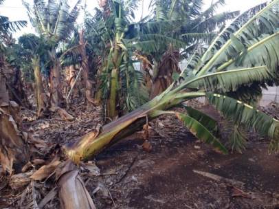 Plataneras dañadas por temporal de viento