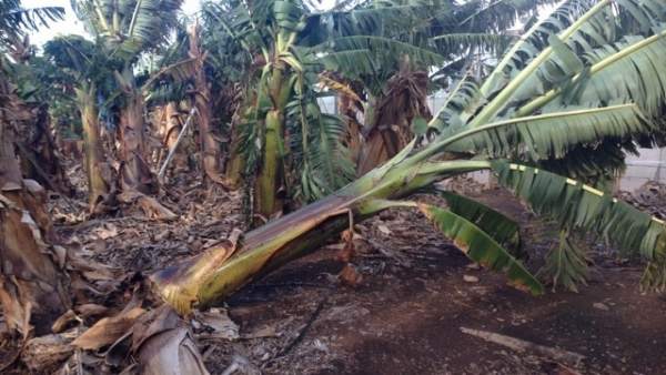 Plataneras dañadas por temporal de viento Plataneras dañadas por temporal de viento