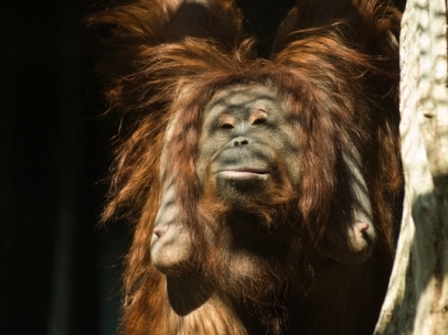 Hembra de orangután
