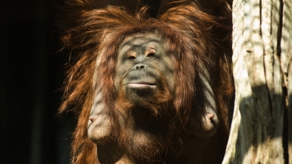 Hembra de orangután Hembra de orangután