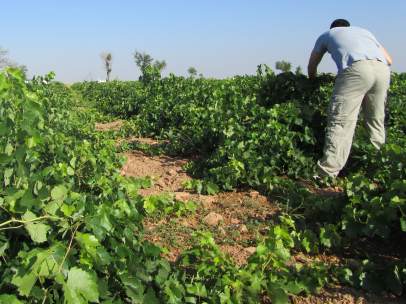 Agricultor
