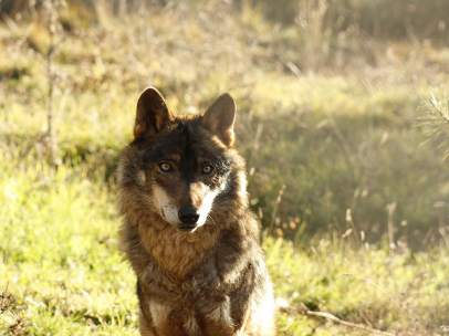 Un lobo ibérico fotografiado en condiciones de semilibertad