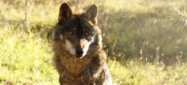 Un lobo ibérico fotografiado en condiciones de semi-libertad
