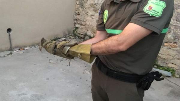 Segovia.- El agente captura al reptil. Segovia.- El agente captura al reptil.