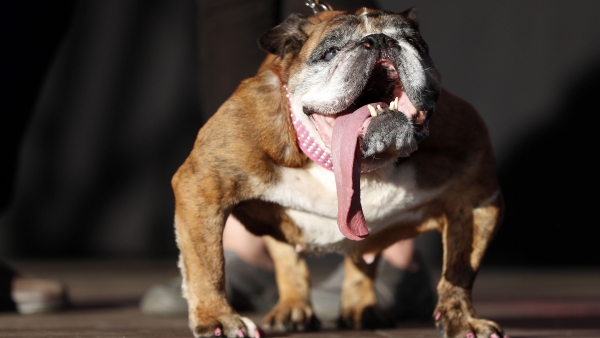 El perro más feo del mundo El perro más feo del mundo