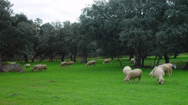 Ovejas en el campo Ovejas en el campo