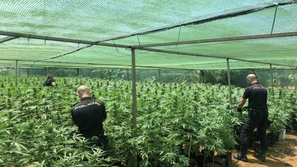 PLANTACIÓN DE MARIHUANA PLANTACIÓN DE MARIHUANA
