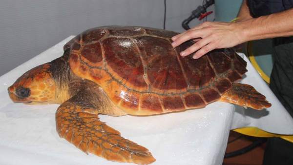 Tortuga Antares, hallada en 2017 en un aparejo de pesca Tortuga Antares, hallada en 2017 en un aparejo de pesca