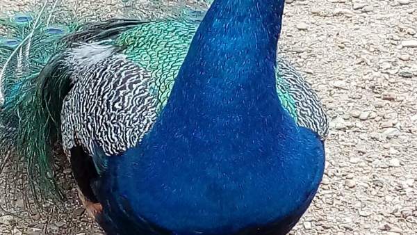 'Campo Grande', El Pavo Real Accidentado. 'Campo Grande', El Pavo Real Accidentado.