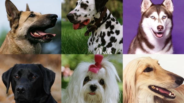 Perros Perros
