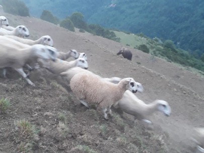 Oso Huesca