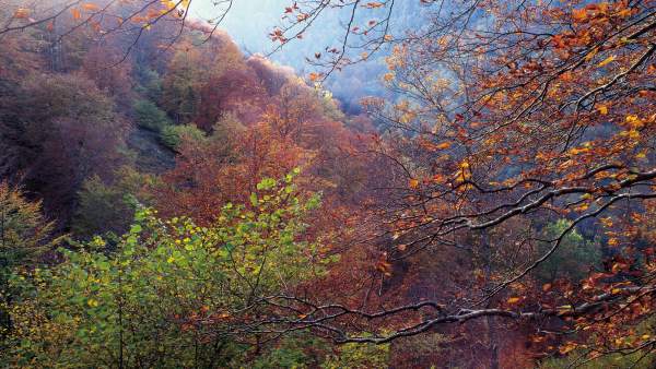 Bosque, árboles, otoño, paisaje, naturaleza. Bosque, árboles, otoño, paisaje, naturaleza.