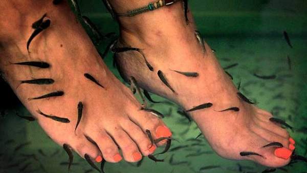 Pedicura con peces 'garra rufa' Pedicura con peces 'garra rufa'