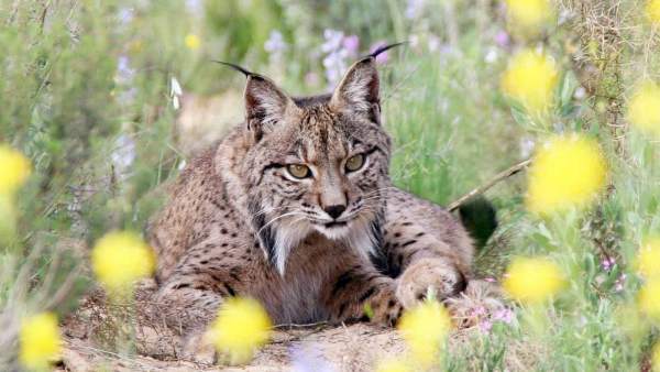 Lince ibérico Lince ibérico