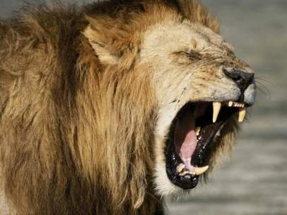 León