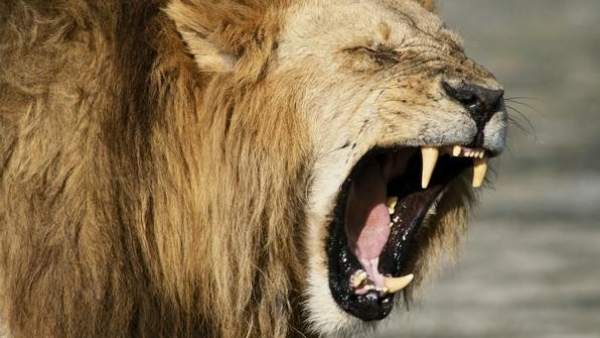 León León