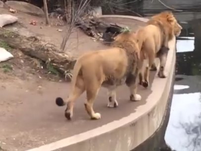 Dos leones pasean en un zoo