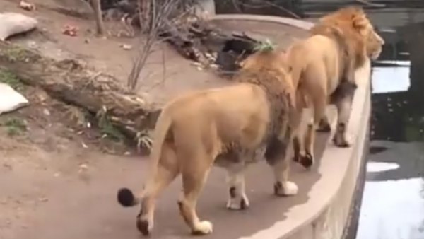 Dos leones pasean en un zoo Dos leones pasean en un zoo