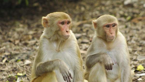 Macaco, mono rhesus Macaco, mono rhesus
