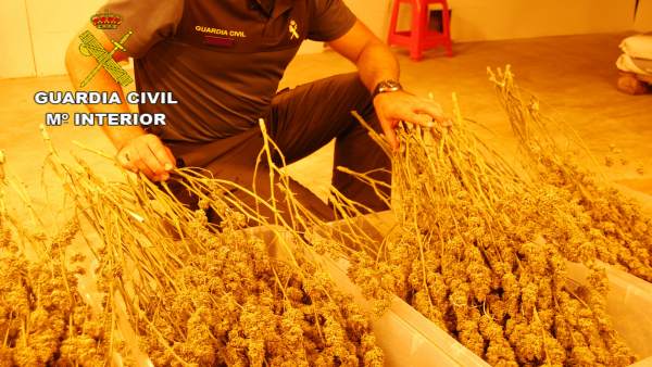 Plantación de marihuana Plantación de marihuana