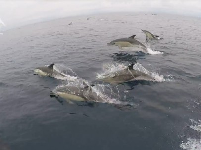 Delfines mulares Rías Baixas