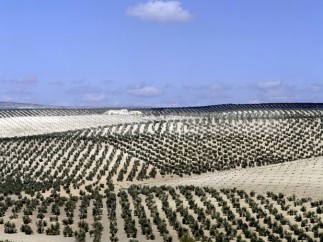 Olivar en Jaen