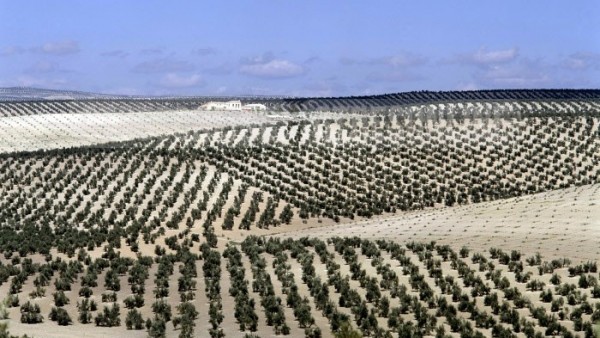 Olivar en Jaen Olivar en Jaen