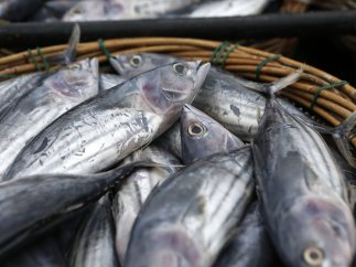 Pescado fresco