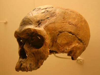 Homo sapiens