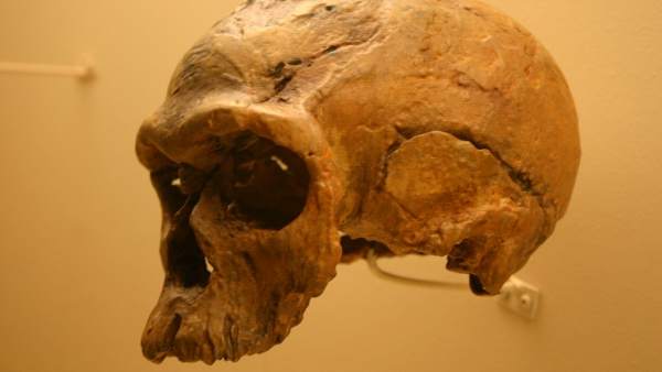 Homo sapiens Homo sapiens