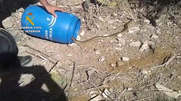 Serpiente capturada pro la Guardia Civil en Lebrija Serpiente capturada pro la Guardia Civil en Lebrija