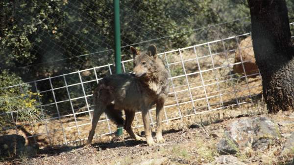 Lobo Lobo