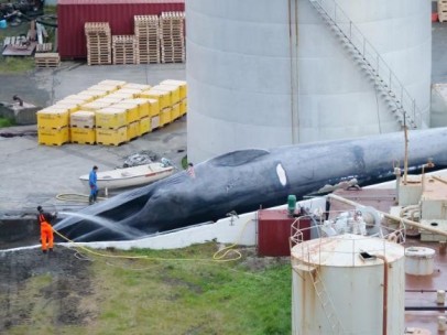Balleneros islandeses matan a una supuesta ballena azul