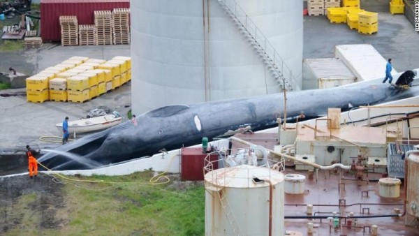 Balleneros islandeses matan a una supuesta ballena azul Balleneros islandeses matan a una supuesta ballena azul