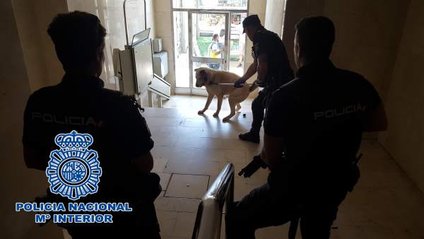 Policía inmoviliza a un perro fuera de control Policía inmoviliza a un perro fuera de control