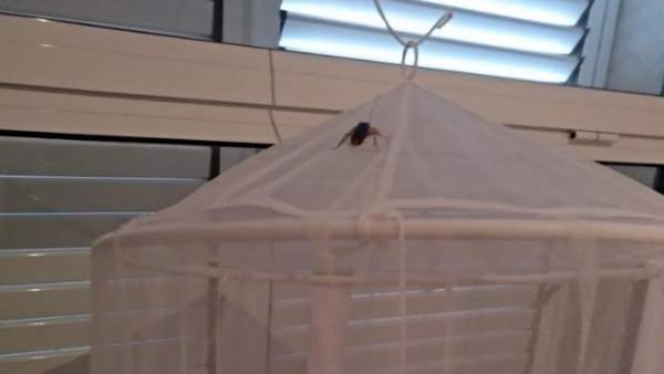 Satse denuncia presencia de cucarachas en el centro de salud de l'Eliana Satse denuncia presencia de cucarachas en el centro de salud de l'Eliana