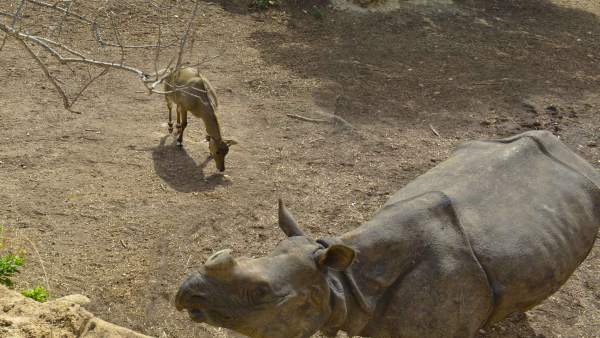 Un rinoceronte en Terra Natura Benidorm Un rinoceronte en Terra Natura Benidorm