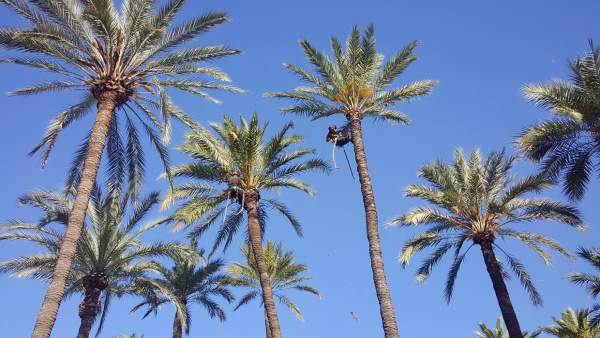 Palmeras Palmeras