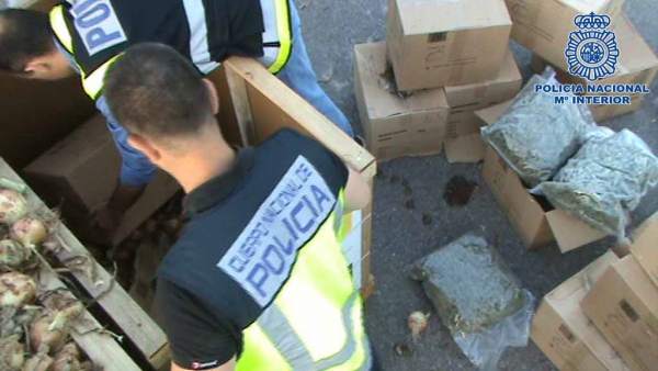 Cogollos de marihuana ocultos en palés de cebollas Cogollos de marihuana ocultos en palés de cebollas