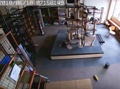 Gatos - Últimas noticias de Gatos en 20minutos.es